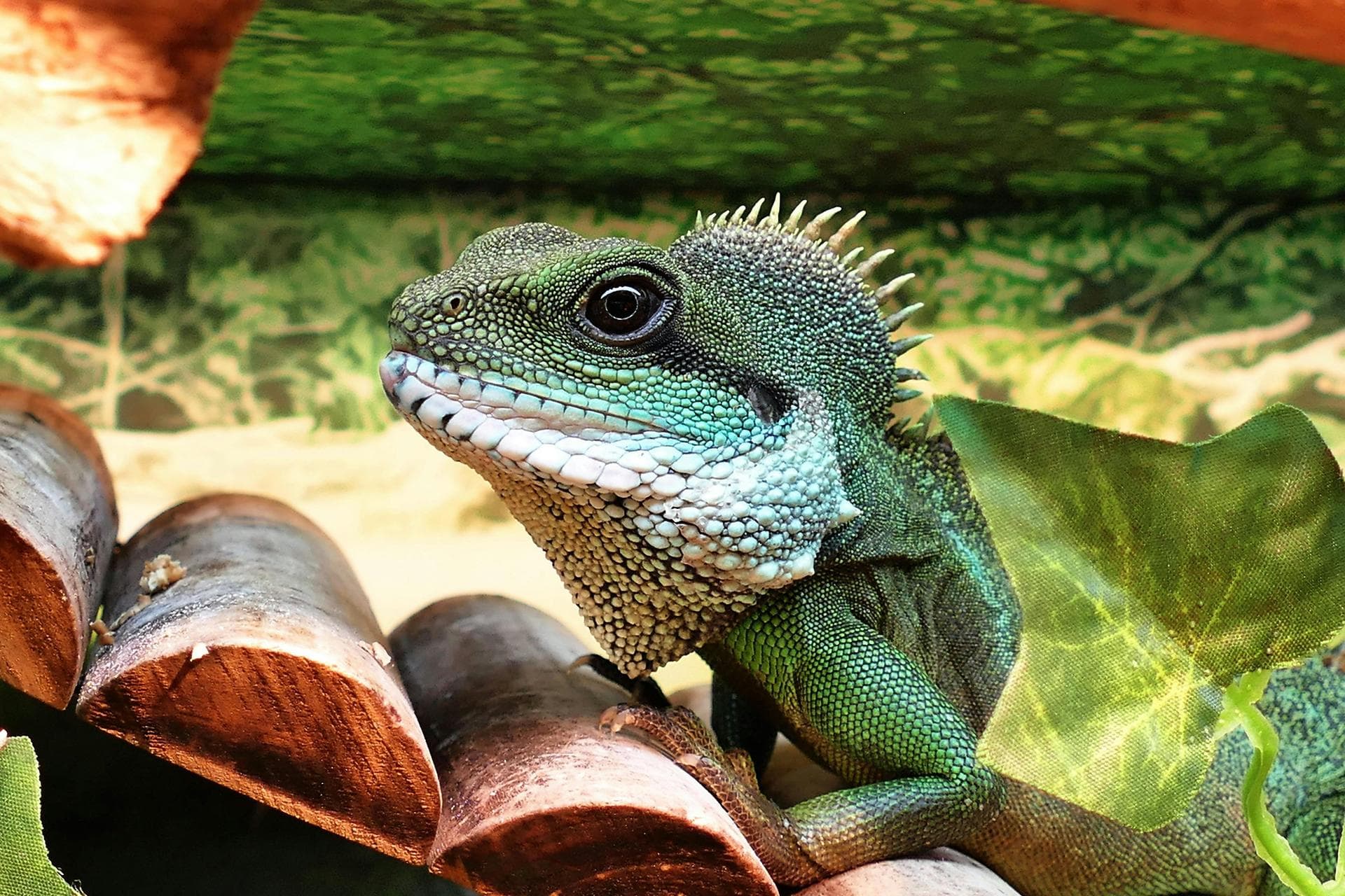 Lizard climbing stairs